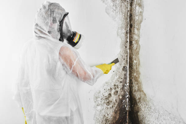 Best Mold Removal Company Near Me  in Edgewater, NJ