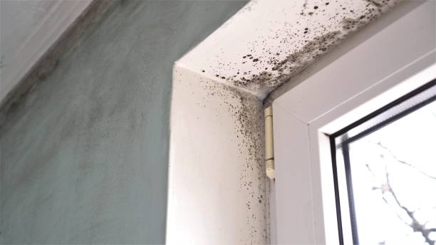 Best Office Mold Removal Services  in Edgewater, NJ