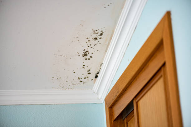 Best Toxic Mold Removal  in Edgewater, NJ