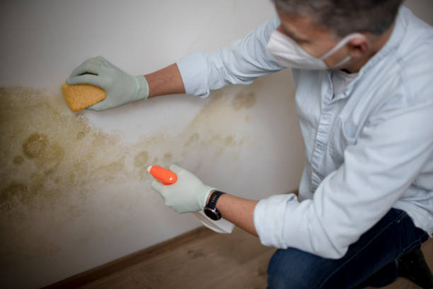 Best Professional Mold Removal  in Edgewater, NJ