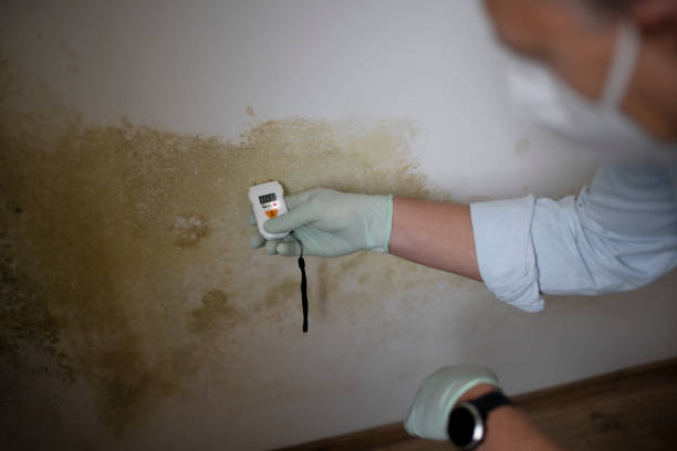 Best Crawl Space Mold Removal  in Edgewater, NJ