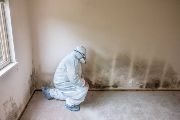 Best Best Mold Removal Companies  in Edgewater, NJ