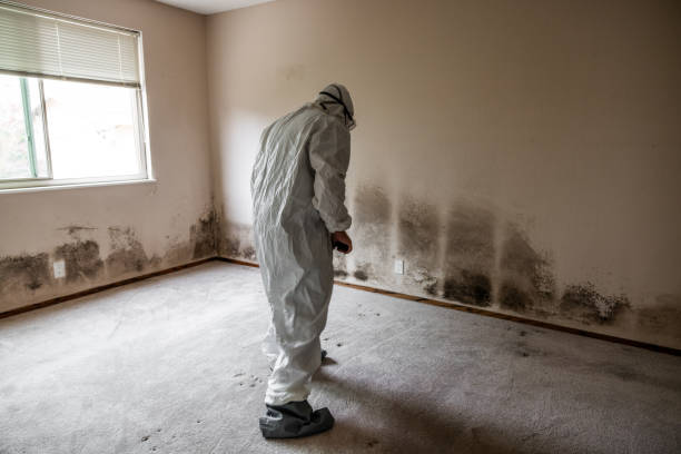 Best Mold Cleaning Services  in Edgewater, NJ